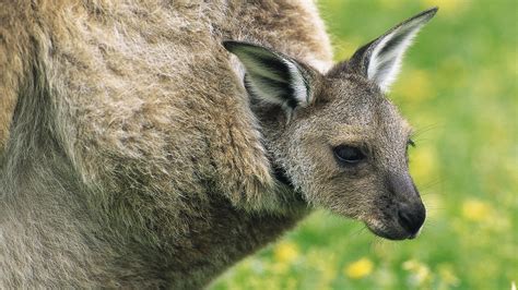 Bebek kanguru